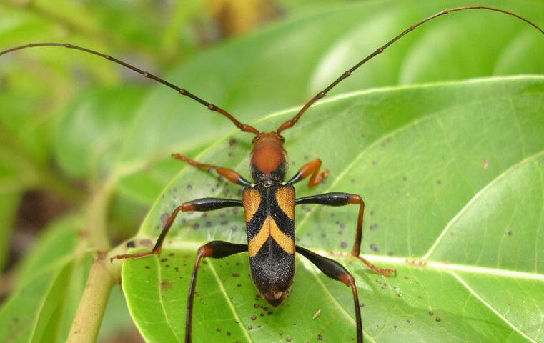 Asian Long-Horned Beetle (ALB) Spreads To South Carolina