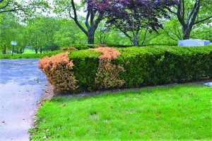 phytophthora root rot on yews