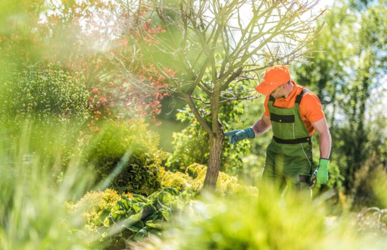 Everything You Need to Know About Summer Tree Care