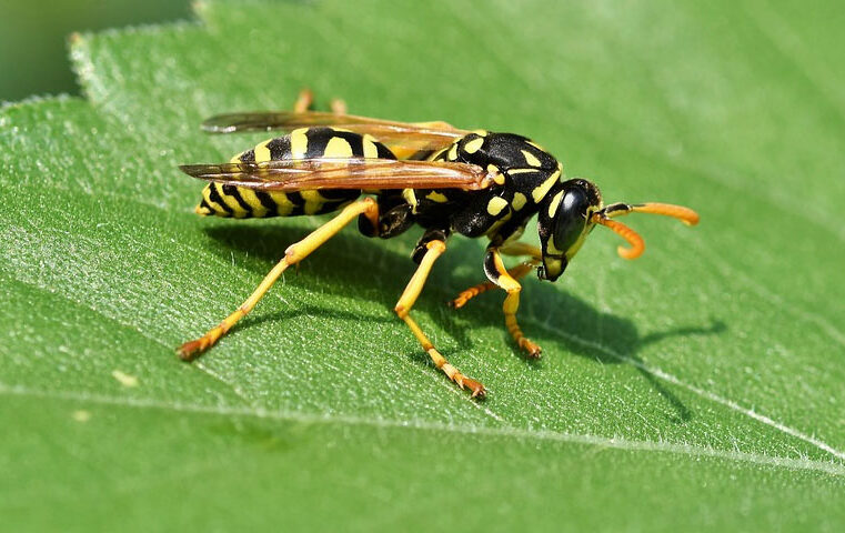 Native Wasp May Help ALB Eradication Efforts