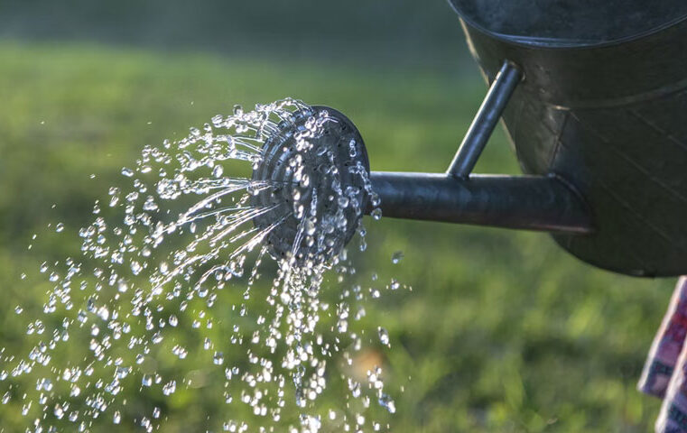 Summer Tree Watering: Measurable Tips For When & How Much
