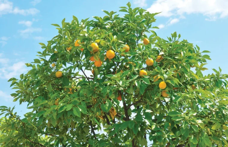 Citrus Trees: A Favorite Since Ancient Times