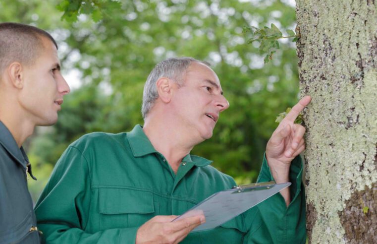 Is It Time to Call Spring Tree Services?