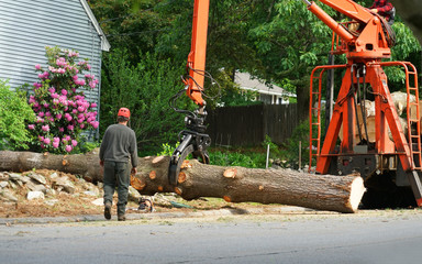 Things to Consider Before Hiring a Tree Removal Service