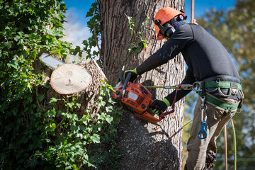 Choosing a Tree Service for Your Tree Removal Needs